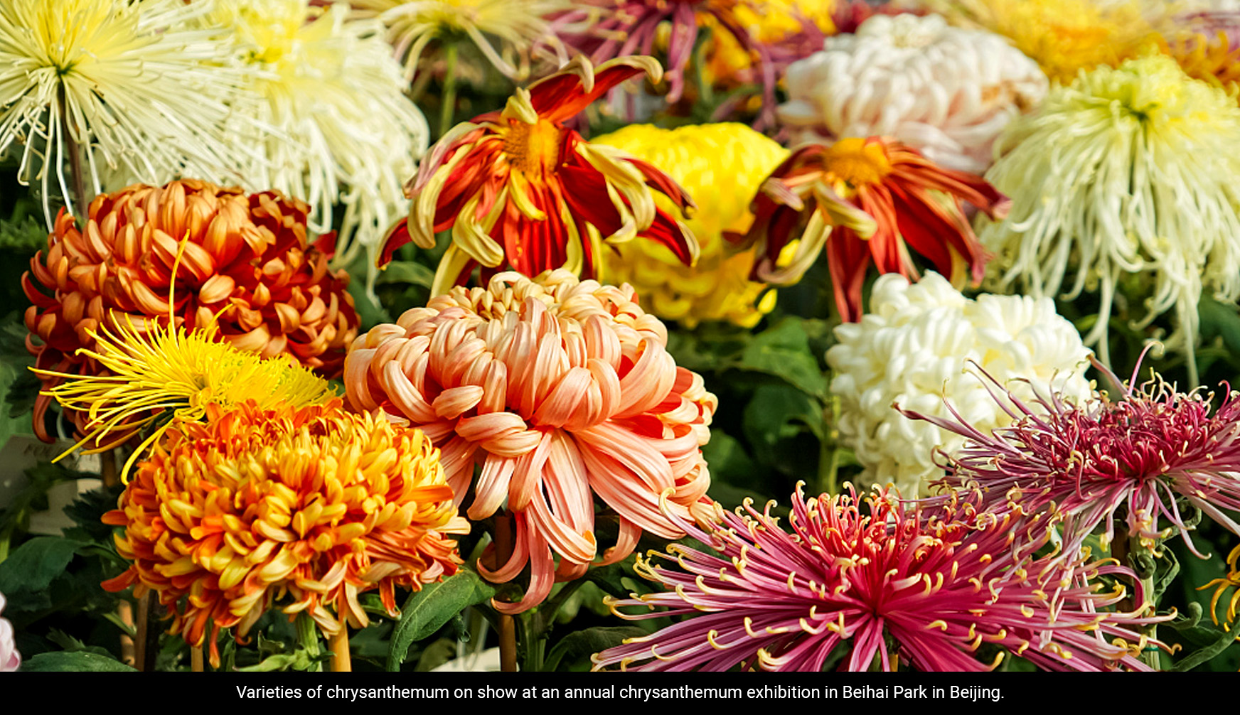 PIX-Chongyang-Festival-01 PIX-Chongyang-Festival-01